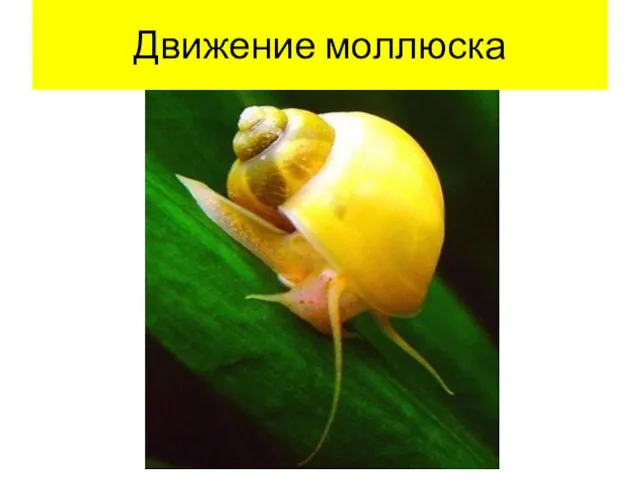 Движение моллюска