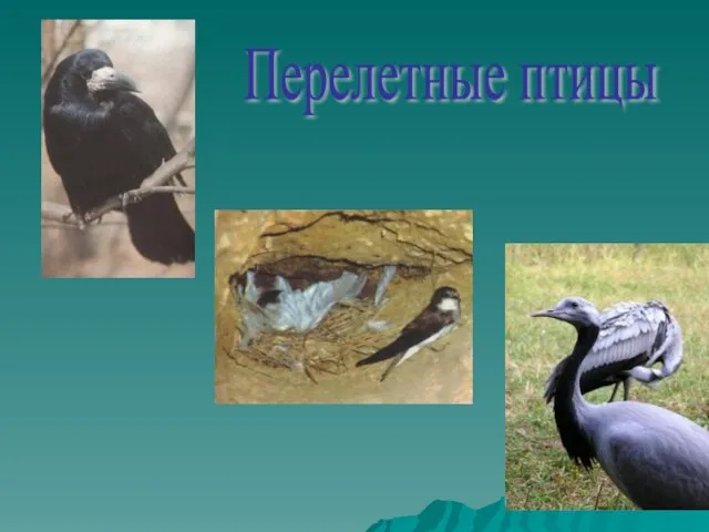 Перелетные птицы