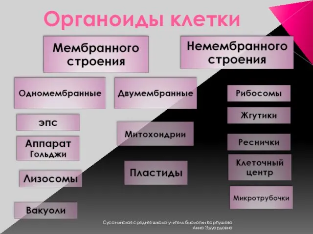 Органоиды клетки Сусанинская средняя школа учитель биологии Карпушева Анна Эдуардовна