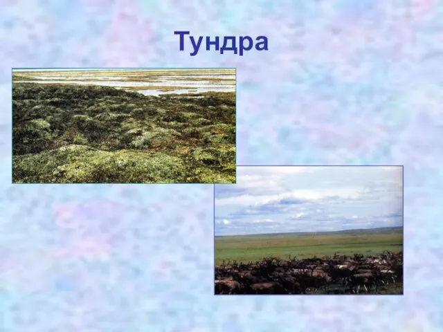 Тундра