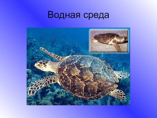 Водная среда