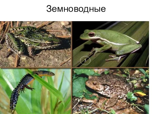 Земноводные