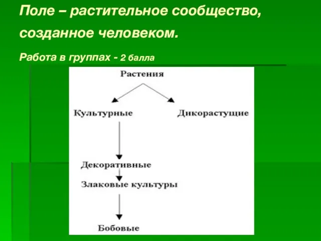 Поле – растительное сообщество, созданное человеком. Работа в группах - 2 балла