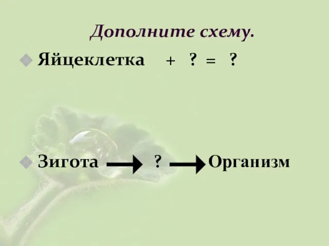 Дополните схему. Яйцеклетка + ? = ? Зигота ? Организм