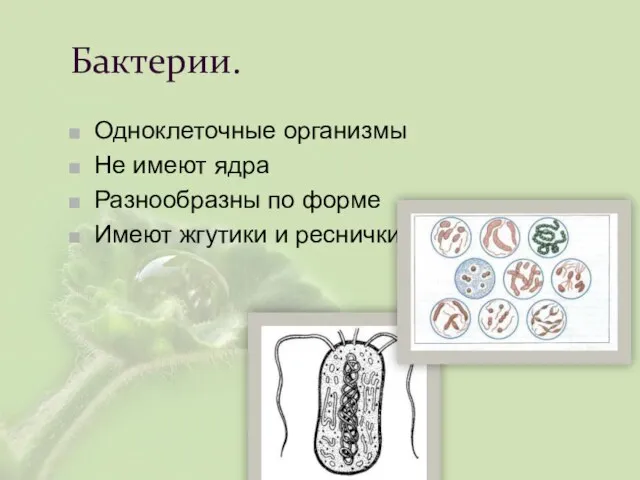 Бактерии. Одноклеточные организмы Не имеют ядра Разнообразны по форме Имеют жгутики и реснички