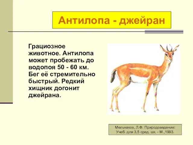 Грациозное животное. Антилопа может пробежать до водопоя 50 - 60 км.