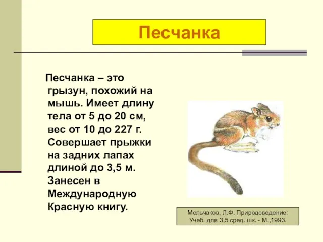 Песчанка – это грызун, похожий на мышь. Имеет длину тела от