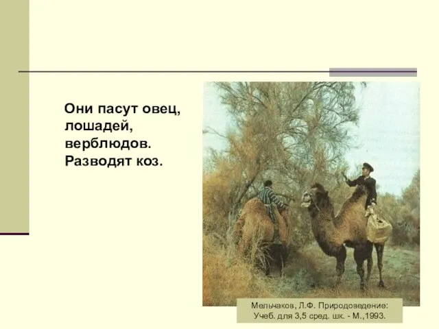 Они пасут овец, лошадей, верблюдов. Разводят коз. Мельчаков, Л.Ф. Природоведение: Учеб.