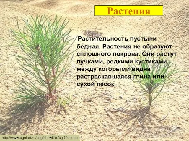 Растения Растительность пустыни бедная. Растения не образуют сплошного покрова. Они растут