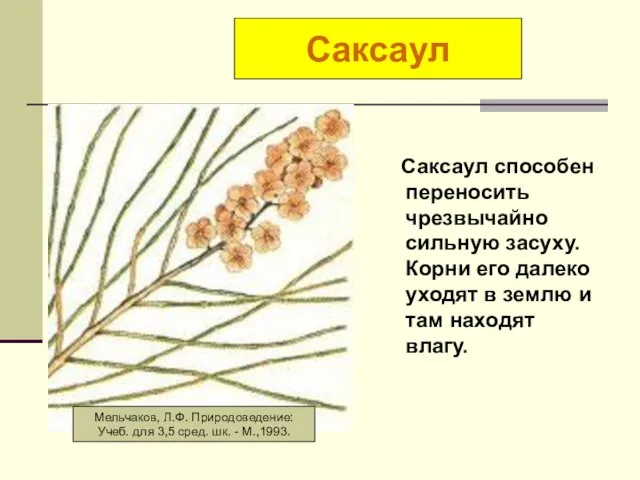 Саксаул способен переносить чрезвычайно сильную засуху. Корни его далеко уходят в