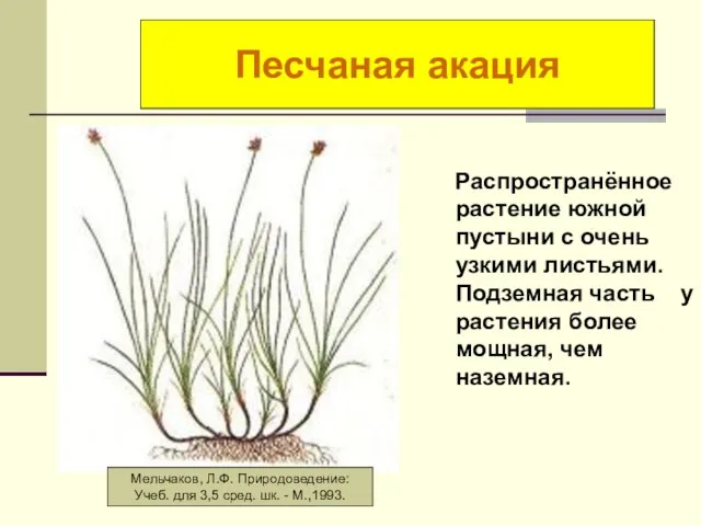 Осока короткостолбиковая Распространённое растение южной пустыни с очень узкими листьями. Подземная