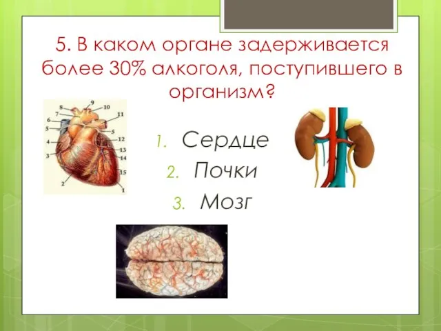 5. В каком органе задерживается более 30% алкоголя, поступившего в организм? Сердце Почки Мозг