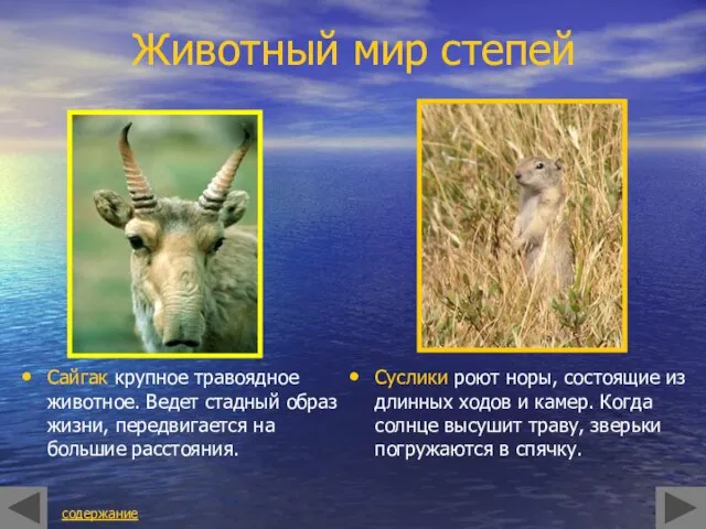 Животный мир степей Сайгак крупное травоядное животное. Ведет стадный образ жизни,