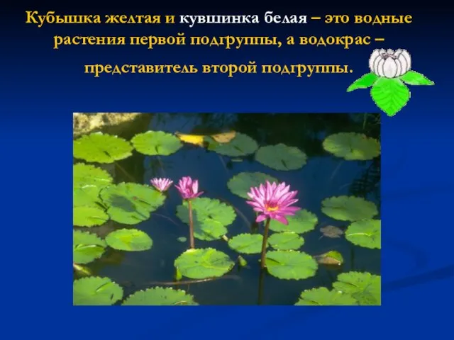 Кубышка желтая и кувшинка белая – это водные растения первой подгруппы,