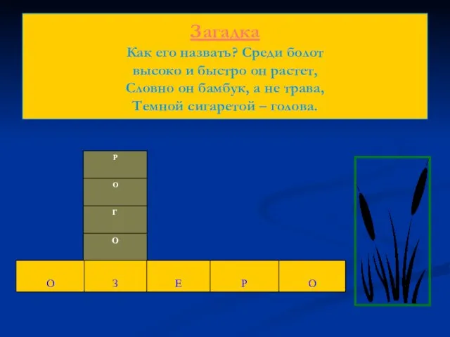 Загадка Как его назвать? Среди болот высоко и быстро он растет,