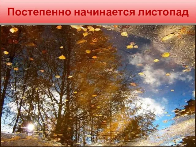 Постепенно начинается листопад