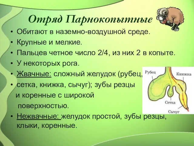 Отряд Парнокопытные Обитают в наземно-воздушной среде. Крупные и мелкие. Пальцев четное