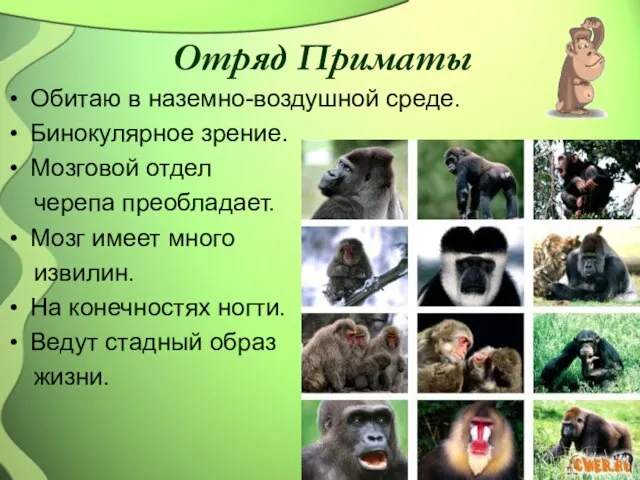 Отряд Приматы Обитаю в наземно-воздушной среде. Бинокулярное зрение. Мозговой отдел черепа