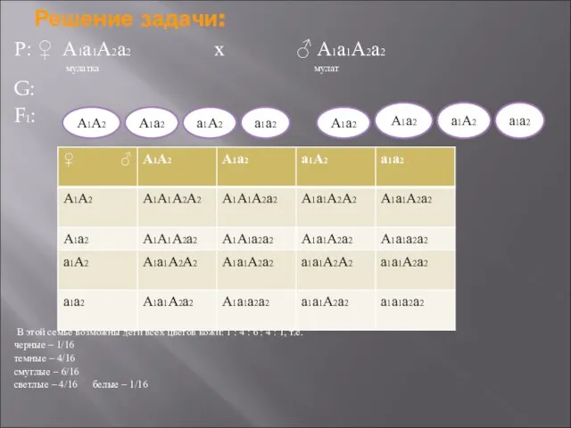 Решение задачи: Р: ♀ А1а1А2а2 х ♂ А1а1А2а2 мулатка мулат G:
