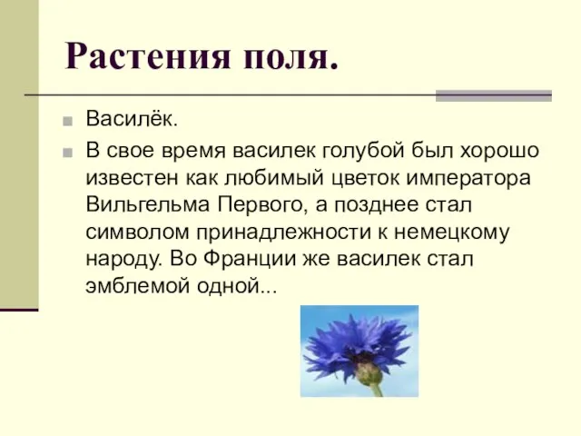 Растения поля. Василёк. В свое время василек голубой был хорошо известен