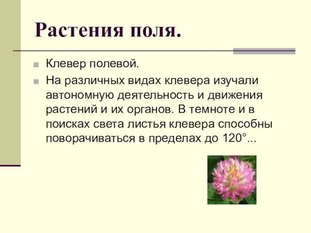 Растения поля. Клевер полевой. На различных видах клевера изучали автономную деятельность