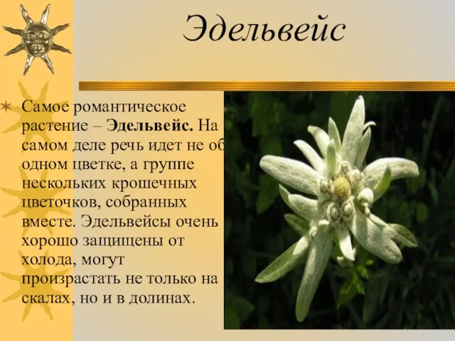 Эдельвейс Самое романтическое растение – Эдельвейс. На самом деле речь идет