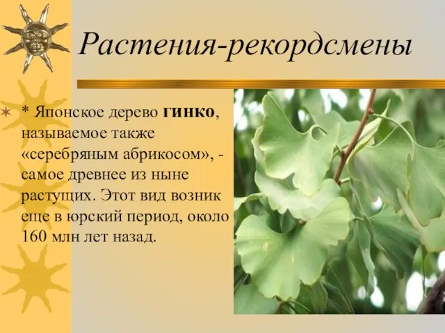 Растения-рекордсмены * Японское дерево гинко, называемое также «серебряным абрикосом», - самое