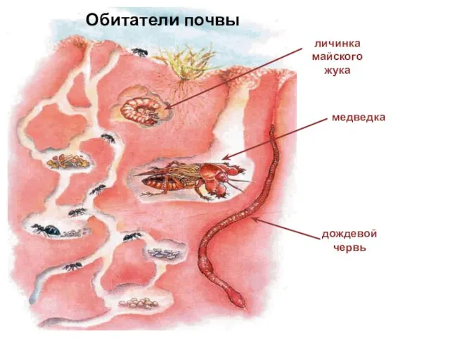 Обитатели почвы медведка личинка майского жука дождевой червь