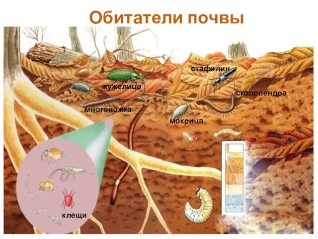 Обитатели почвы клещи сколопендра мокрица жужелица стафилин многоножка