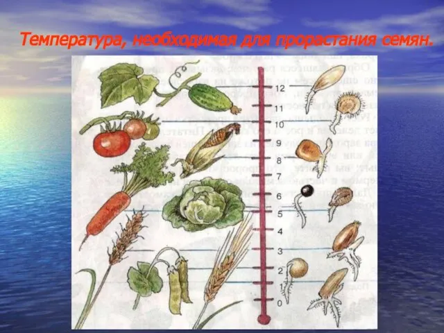 Температура, необходимая для прорастания семян.