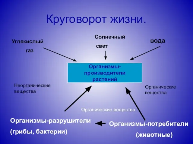 Круговорот жизни. Организмы-производители растений Углекислый газ Солнечный свет вода Организмы-разрушители (грибы,