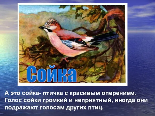 Сойка А это сойка- птичка с красивым оперением. Голос сойки громкий