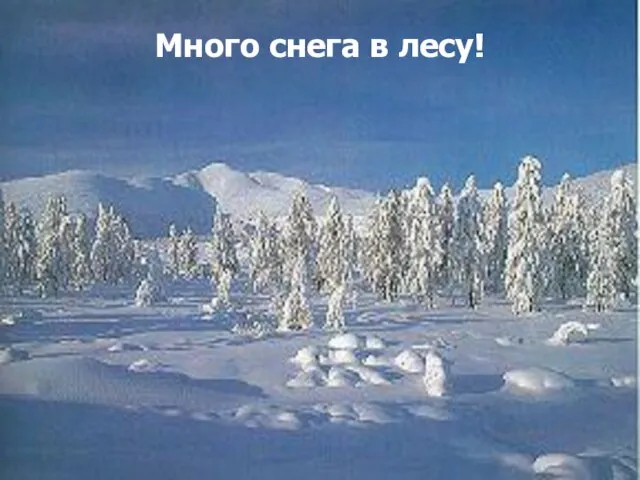 Много снега в лесу!