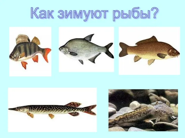 Как зимуют рыбы?