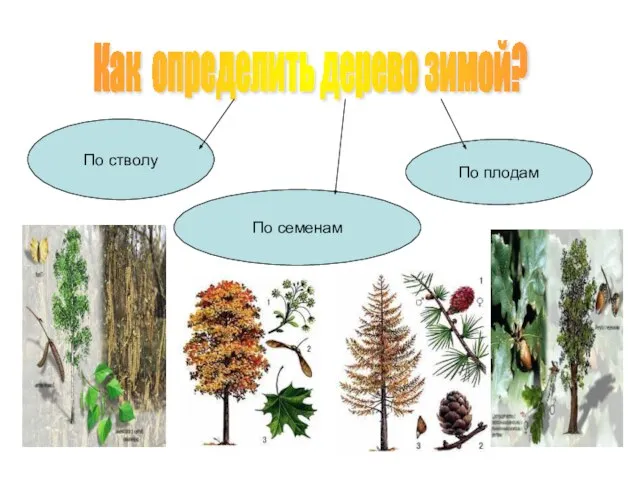 Как определить дерево зимой? По стволу По семенам По плодам