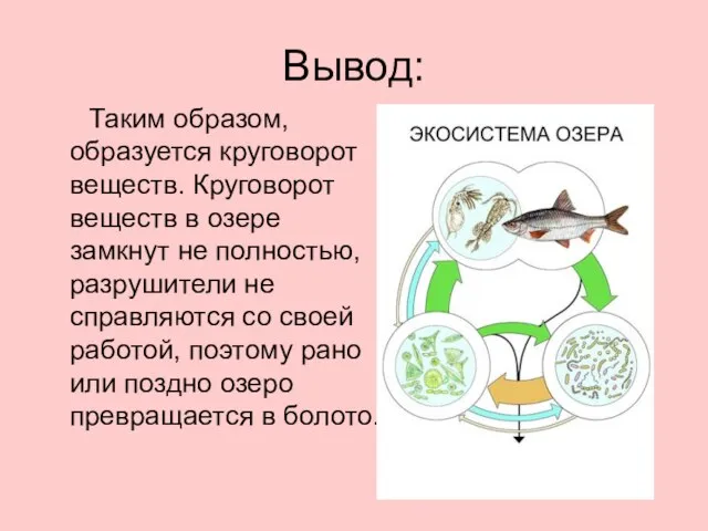 Вывод: Таким образом, образуется круговорот веществ. Круговорот веществ в озере замкнут