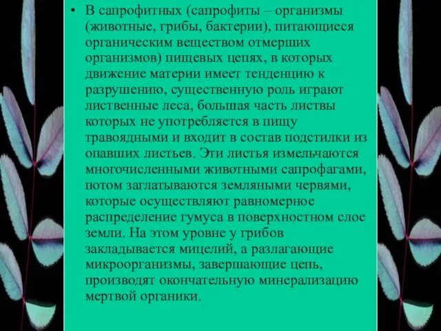 В сапрофитных (сапрофиты – организмы (животные, грибы, бактерии), питающиеся органическим веществом