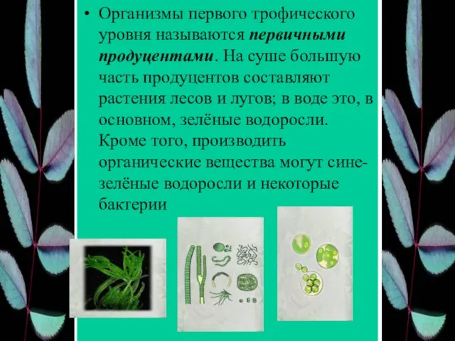 Организмы первого трофического уровня называются первичными продуцентами. На суше большую часть