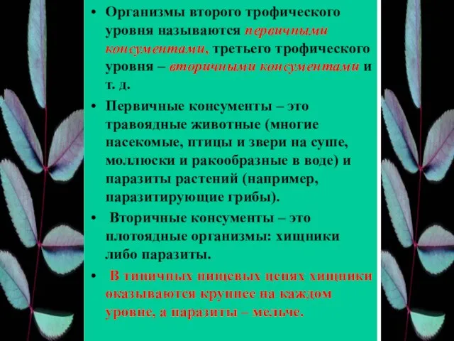 Организмы второго трофического уровня называются первичными консументами, третьего трофического уровня –