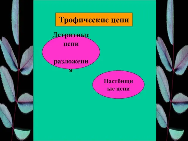 Трофические цепи Пастбищные цепи Детритные цепи разложения