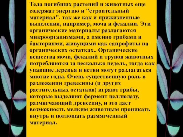 Тела погибших растений и животных еще содержат энергию и "строительный материал",