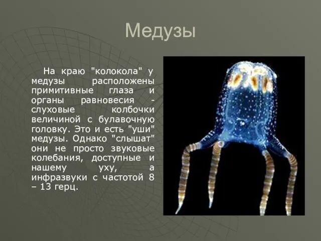 Медузы На краю "колокола" у медузы расположены примитивные глаза и органы