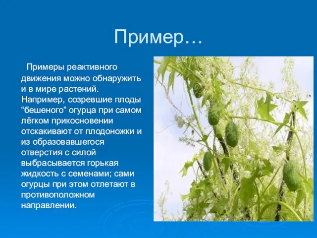 Пример… Примеры реактивного движения можно обнаружить и в мире растений. Например,