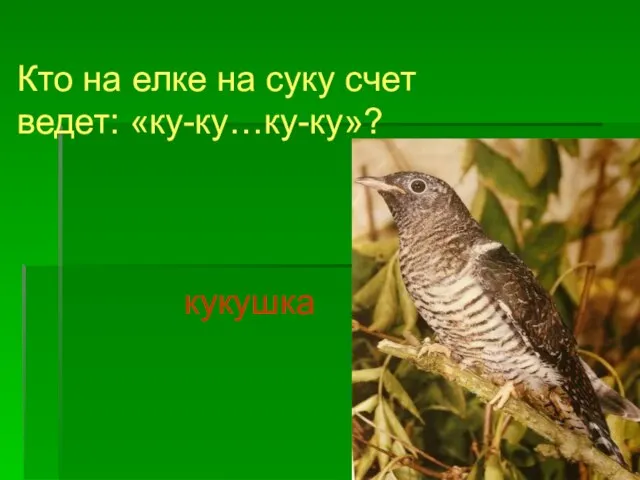 кукушка Кто на елке на суку счет ведет: «ку-ку…ку-ку»?