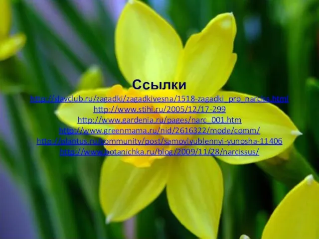 Ссылки http://slavclub.ru/zagadki/zagadkivesna/1518-zagadki_pro_narciss.html http://www.stihi.ru/2005/12/17-299 http://www.gardenia.ru/pages/narc_001.htm http://www.greenmama.ru/nid/2616322/mode/comm/ http://plantus.ru/community/post/samovlyublennyi-yunosha-11406 http://www.botanichka.ru/blog/2009/11/28/narcissus/