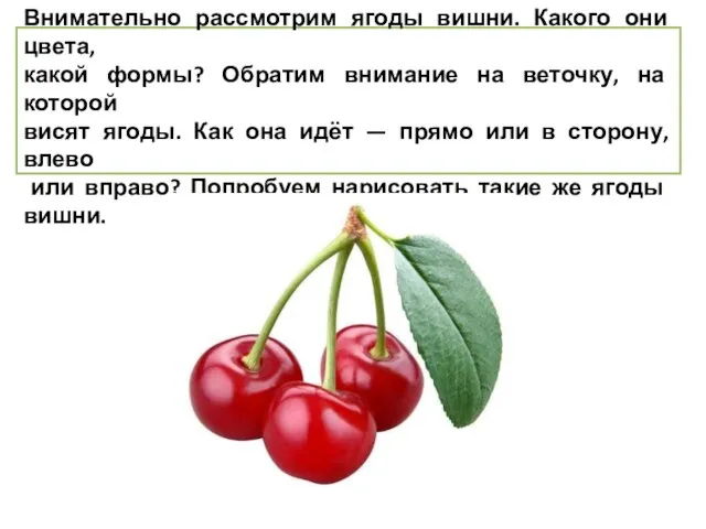 Вишня Внимательно рассмотрим ягоды вишни. Какого они цвета, какой формы? Обратим