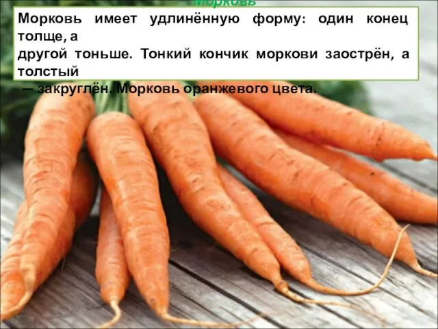 Морковь Морковь имеет удлинённую форму: один конец толще, а другой тоньше.