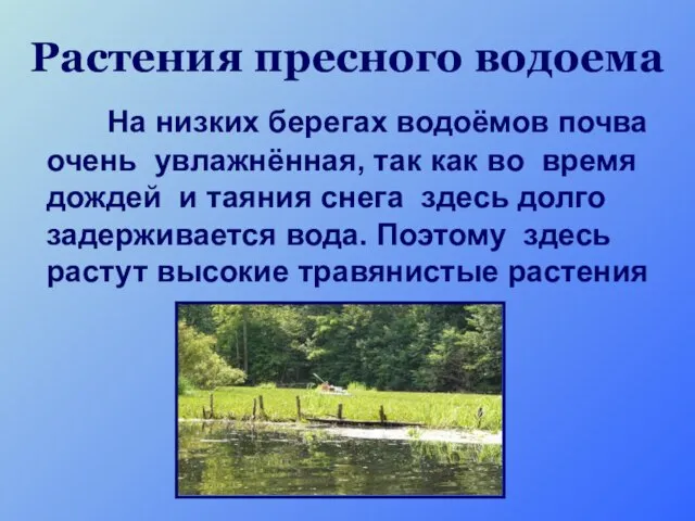 Растения пресного водоема На низких берегах водоёмов почва очень увлажнённая, так