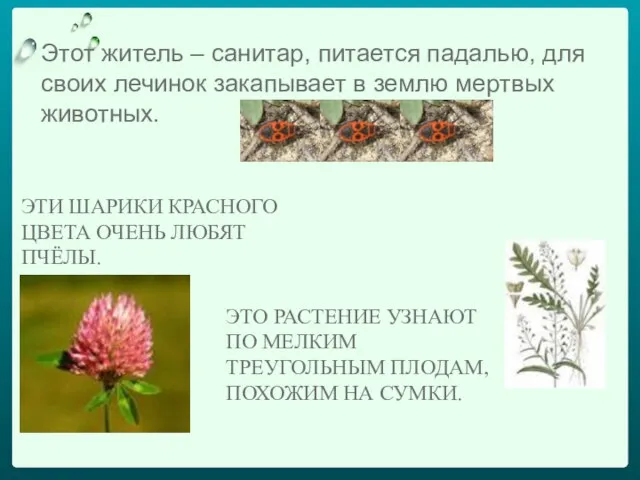 ЭТО РАСТЕНИЕ УЗНАЮТ ПО МЕЛКИМ ТРЕУГОЛЬНЫМ ПЛОДАМ, ПОХОЖИМ НА СУМКИ. Этот