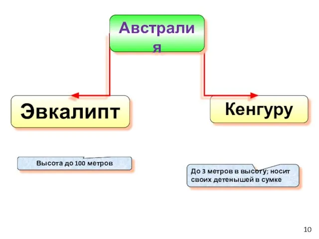 Кенгуру Эвкалипт Высота до 100 метров До 3 метров в высоту;